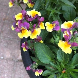 2 item bundle for patti